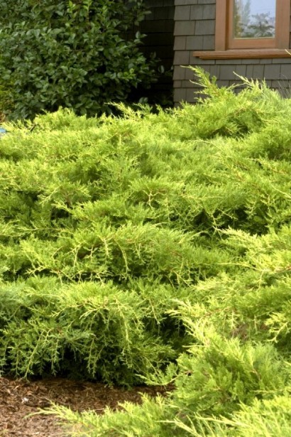 Ялівець середній Голд Кост, Juniperus media Gold